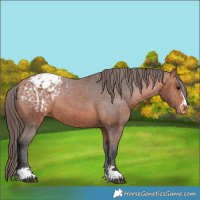 Horse Color:Bay Appaloosa  and Bay Appaloosa Rabicano 
