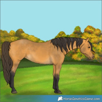 Horse Color:Buckskin 