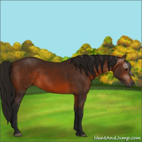 Horse Color:Gray Bay 