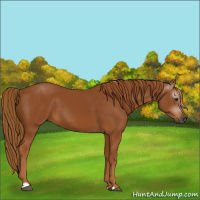 Horse Color:Gray Chestnut 