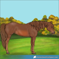 Horse Color:Chestnut 