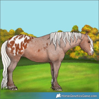 Horse Color:Silver Bay Appaloosa and Silver Brown Appaloosa