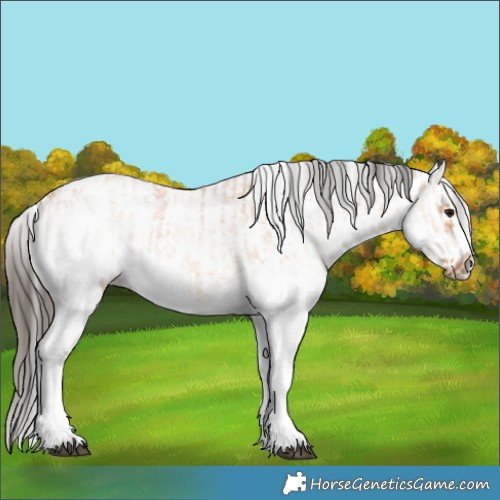Horse Color:White Spotted Bay Dun Splash  and White Spotted Bay Dun Splash Frame 