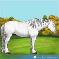 Horse Color:White Spotted Bay Dun Splash  and White Spotted Bay Dun Splash Frame 