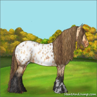 Horse Color:Bay Dun Appaloosa  and Buckskin Dun Appaloosa 