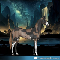 Horse Color:Liver Chestnut Sabino Rabicano and Liver Red Dun Sabino Rabicano