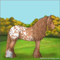 Horse Color:Chestnut Appaloosa 
