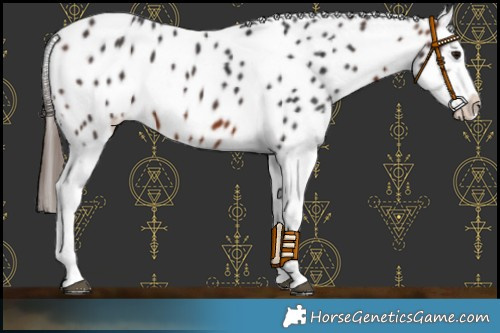 Horse Color:Bay Appaloosa 