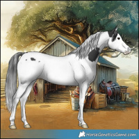 Horse Color:Black Splash Tobiano 