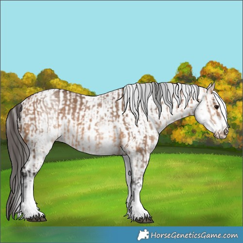 Horse Color:White Spotted Bay Dun Rabicano  and White Spotted Bay Dun Frame Rabicano 