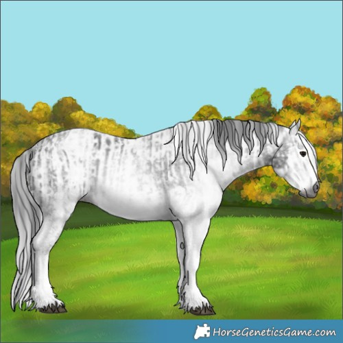 Horse Color:Gray White Spotted Black  and Gray White Spotted Black 