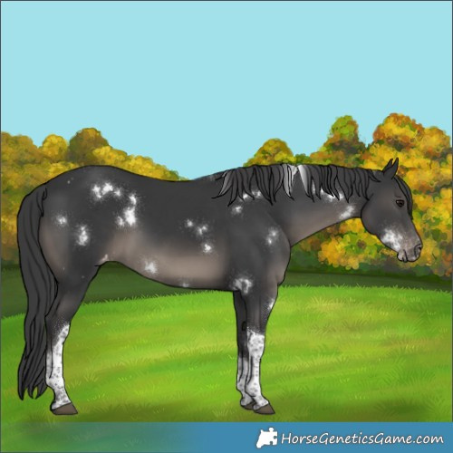 Horse Color:White Spotted Black Tobiano Appaloosa Rabicano