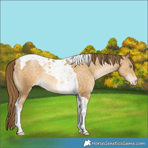 Horse Color:Buckskin Pearl Tobiano Appaloosa