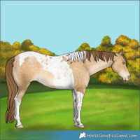 Horse Color:Buckskin Pearl Tobiano Varnish 