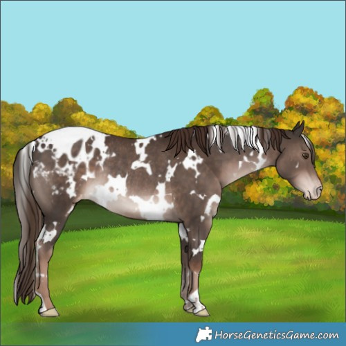 Horse Color:White Spotted Liver Chestnut Appaloosa Rabicano 