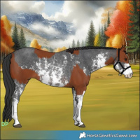 Horse Color:Bay Sabino Rabicano  and Brown Sabino Rabicano 