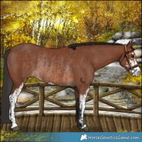 Horse Color:Bay Sabino Rabicano  and Brown Sabino Rabicano 