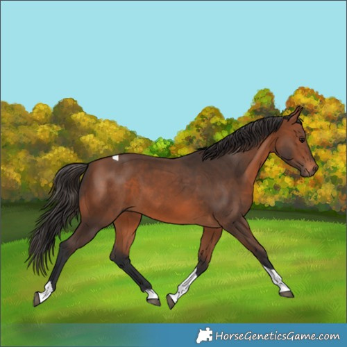 Horse Color:Bay Tobiano 