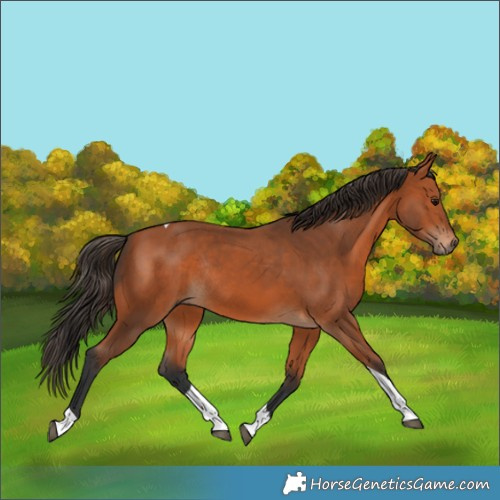 Horse Color:Bay Tobiano Rabicano