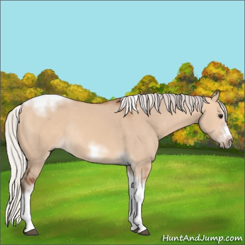 Horse Color:Silver Bay Dun Sabino Tobiano Frame Rabicano 