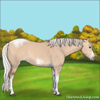 Horse Color:Silver Bay Dun Sabino Tobiano Frame Rabicano