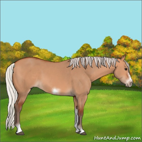 Horse Color:Silver Bay Dun Sabino Tobiano Frame Rabicano 