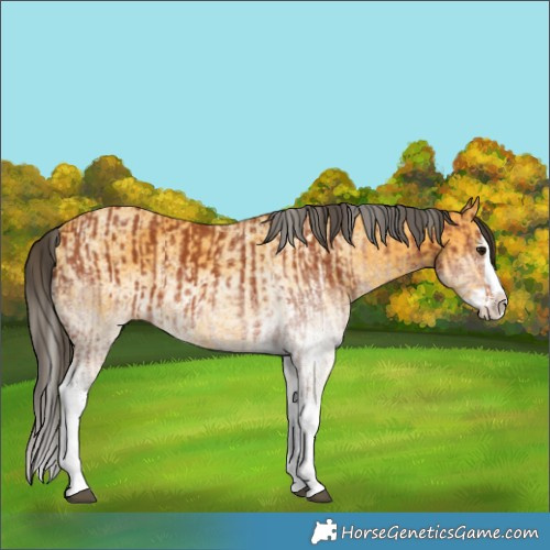Horse Color:White Spotted Bay Splash  and White Spotted Buckskin Splash 