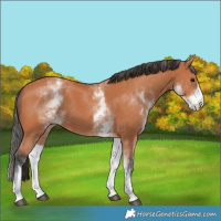 Horse Color:White Spotted Bay 