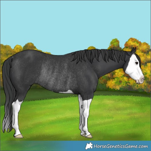 Horse Color:Black Splash Rabicano 