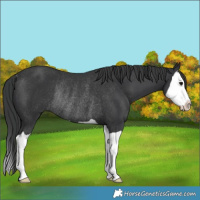 Horse Color:Black Splash Rabicano 