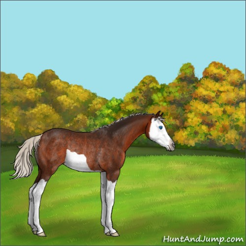 Horse Color:Gray Silver Bay Splash Rabicano 