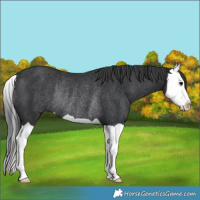 Horse Color:Black Splash Rabicano 