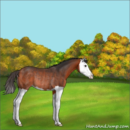 Horse Color:Bay Splash Rabicano 