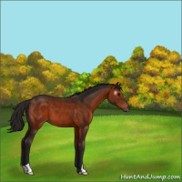 Horse Color:Gray Bay 