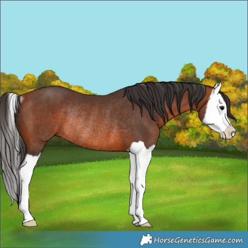 Horse Color:Bay Splash Rabicano 