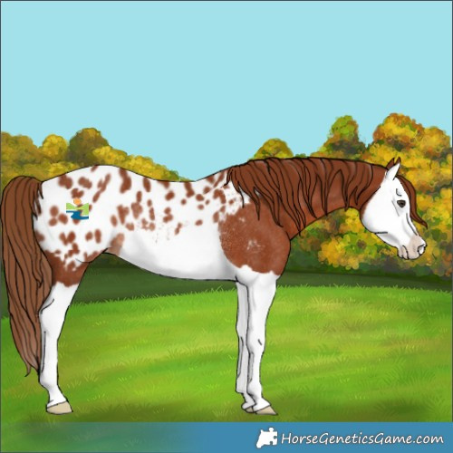 Horse Color:Chestnut Splash Appaloosa Rabicano 