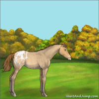 Horse Color:Sable Cream Champagne Roan Appaloosa 