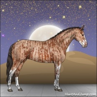 Horse Color:Bay Sabino Rabicano and Amber Champagne Sabino Rabicano