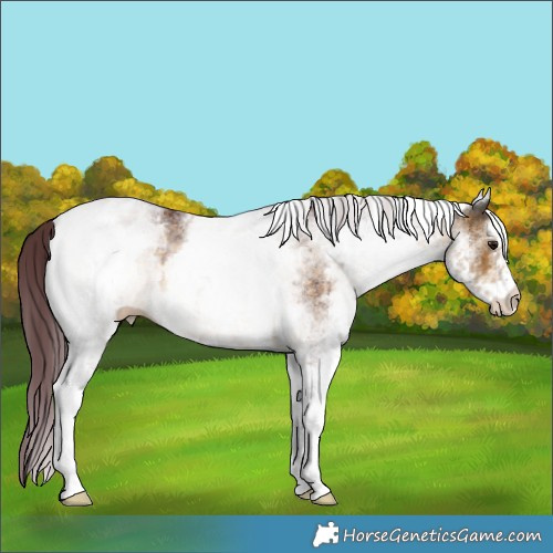 Horse Color:White Spotted Chocolate Buckskin 