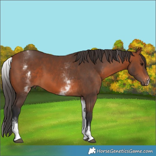 Horse Color:White Spotted Bay Sabino
