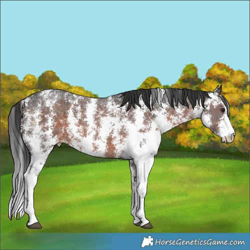 Horse Color:Brown Sabino Appaloosa 