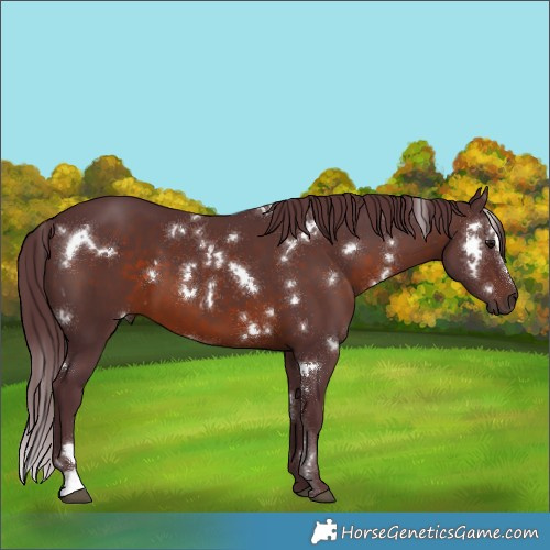 Horse Color:White Spotted Chocolate Brown Sabino