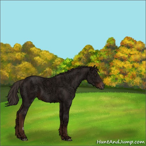 Horse Color:Liver Chestnut Ice 