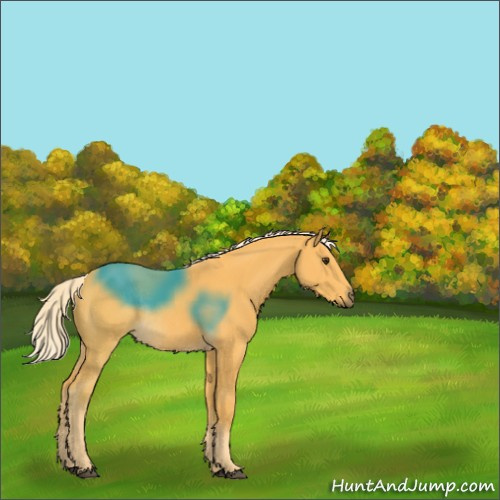 Horse Color:Palomino Rabicano 