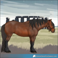 Horse Color:Void Bay 