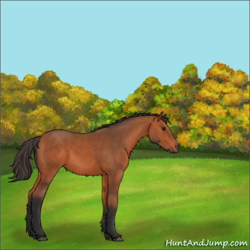 Horse Color:Void Bay 