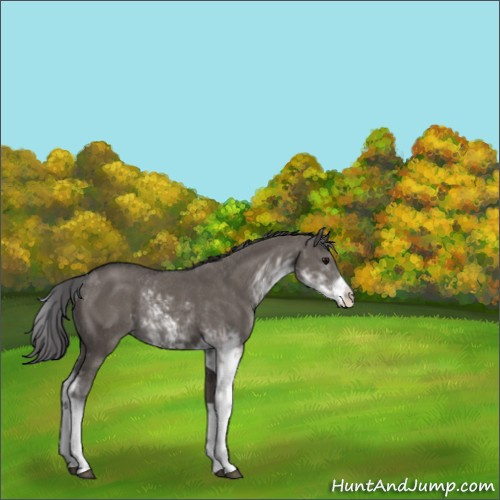 Horse Color:Smoky Grullo Sabino Rabicano 