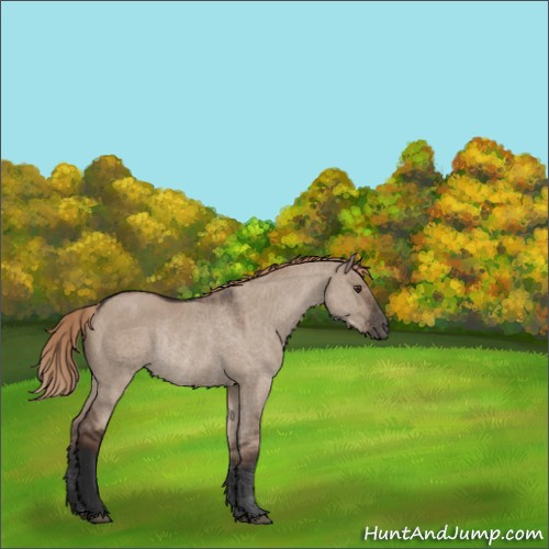 Horse Color:Liver Red Dun Rabicano 