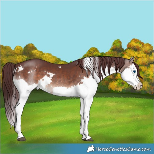 Horse Color:White Spotted Chocolate Brown Sabino Splash 