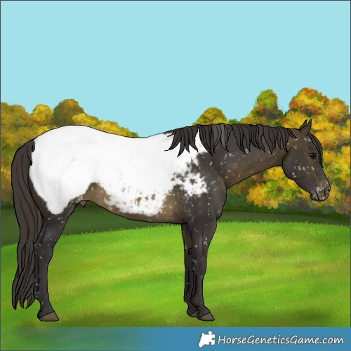 Horse Color:Buckskin Appaloosa 